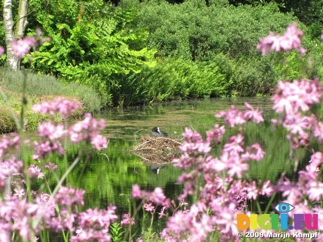 SX06249 Coot framed by Ragged Robin (lychnis flos-cuculi)